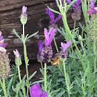 Honey bee