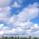 Western Gull