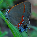 Red-banded Hairstreak