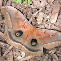 Polyphemus moth