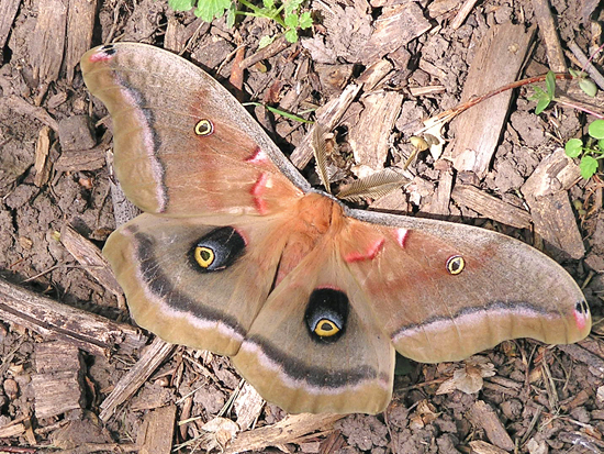 Spotting Image 1