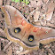Polyphemus moth