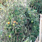 Tomato Plants