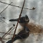 Blue Jay
