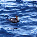Red-Breasted Merganser (female)