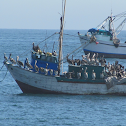 Pelican, Pelícano peruano, Pelícano marrón
