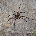 Huntsman spider