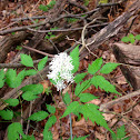 White Baneberry