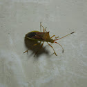 Stink Bug
