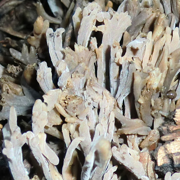 Spotting Image 1