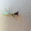 Praying Mantis