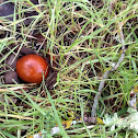 California Buckeye