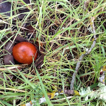 Sharon Park Biodiversity