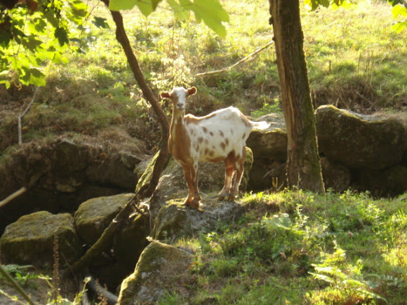 Spotting Image 1