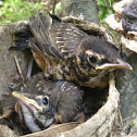 American Robin