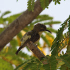 Yellow Breasted Flowerpecker