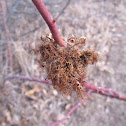 Moss gall on Rose Hips