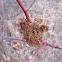Moss gall on Rose Hips