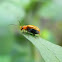 beetle