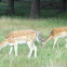 Fallow Deer