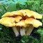 Chanterelle