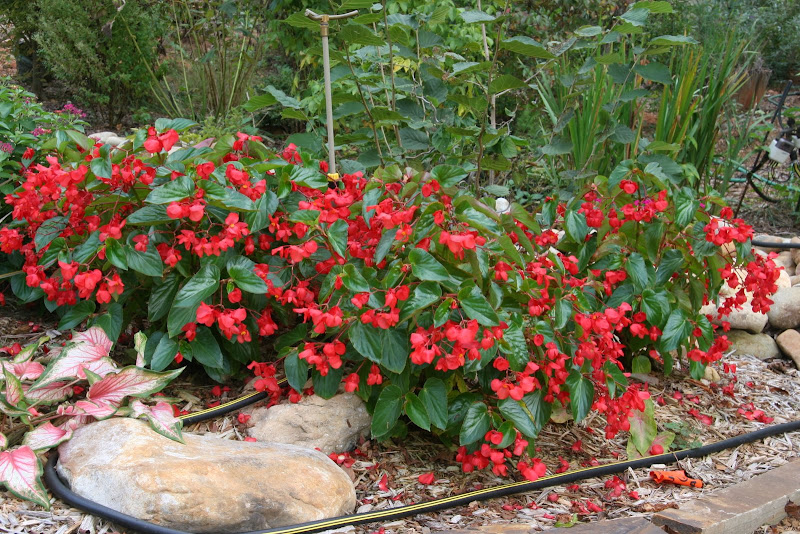 Care instruction for a Dragon Wing Begonia