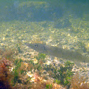 Great Barracuda