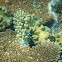 Green Chromis