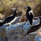 Brown booby