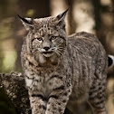 Bobcat