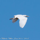 Cattle Egret; Garcilla Bueyera