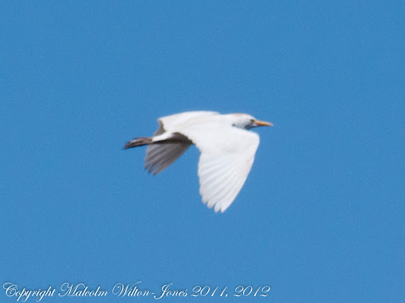 Spotting Image 1