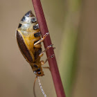 unknown beetle