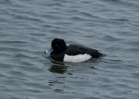 Spotting Image 1