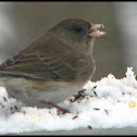 Dark-eyed Junco