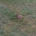 Bunny, rabbit.