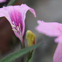 Mexican Petunia