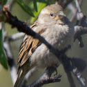 House Sparrow