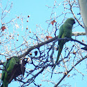 Rose-ringed Parakeets