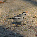 Black-backed Wagtail