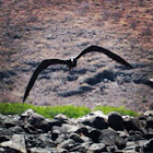 Frigate bird