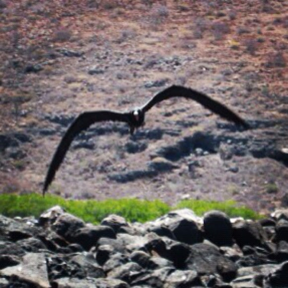 Spotting Image 1