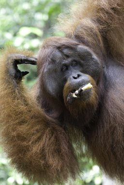 Orangutan-18.jpg