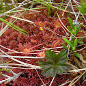 Round-leaved sundew