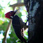 Pale-billed Woodpecker