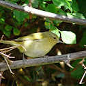 Tennessee Warbler