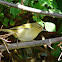 Tennessee Warbler