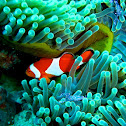Ocellaris clownfish