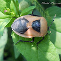 Stink Bug