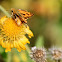 Firey Grass Skipper